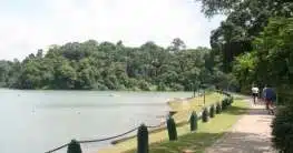 MacRitchie – Lower and Upper Peirce Reservoirs