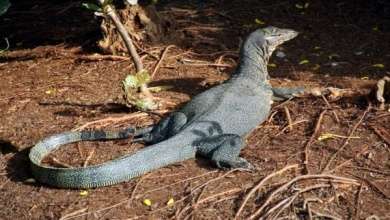 Sungei Buloh Wetland Reserve