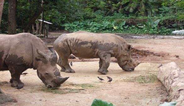 Zoo in Singapur